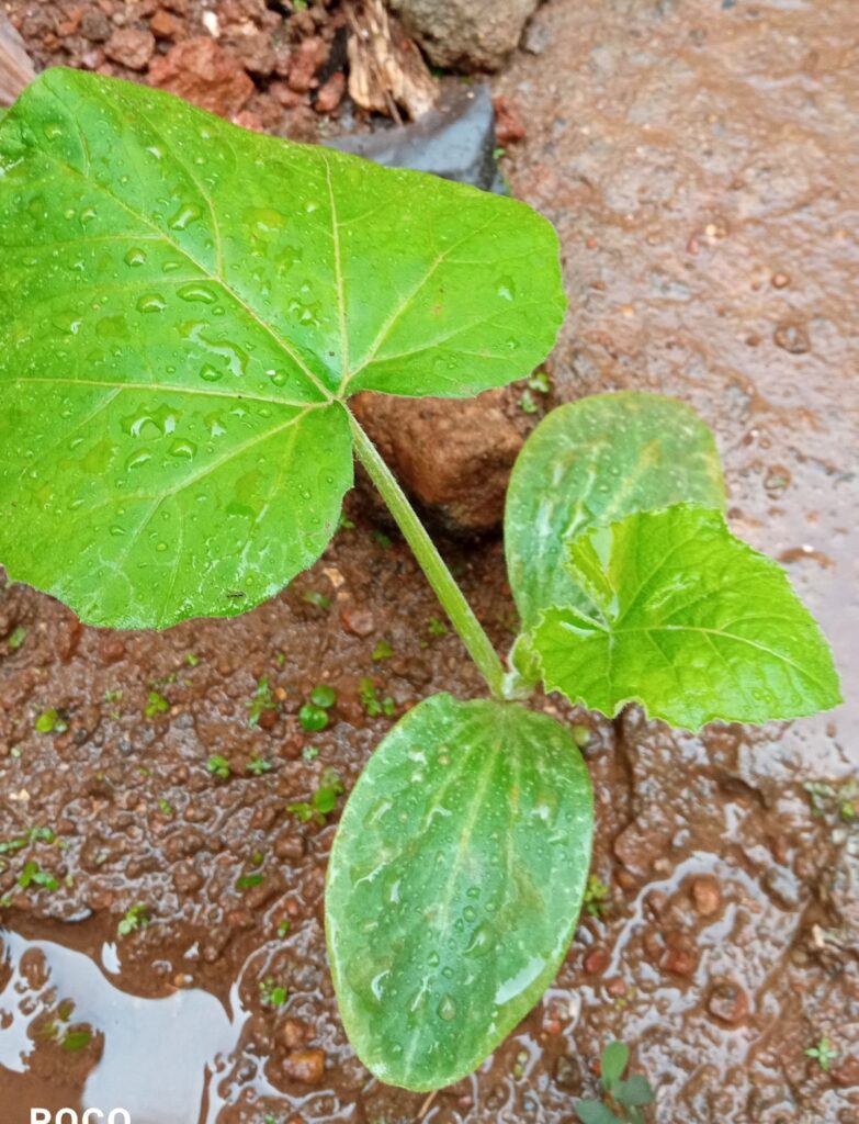 Pumpkin sapling (Cucurbita pepo) growing