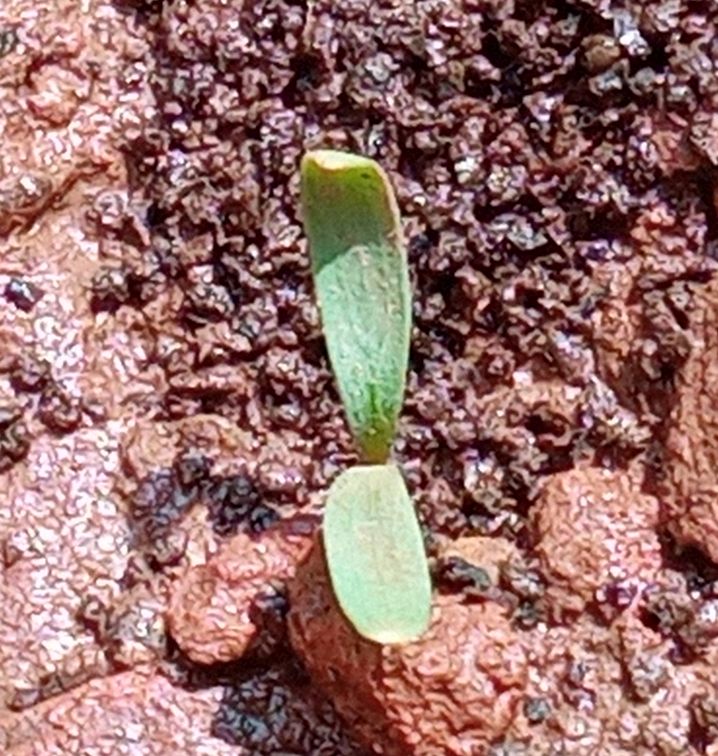 Coriander seedling