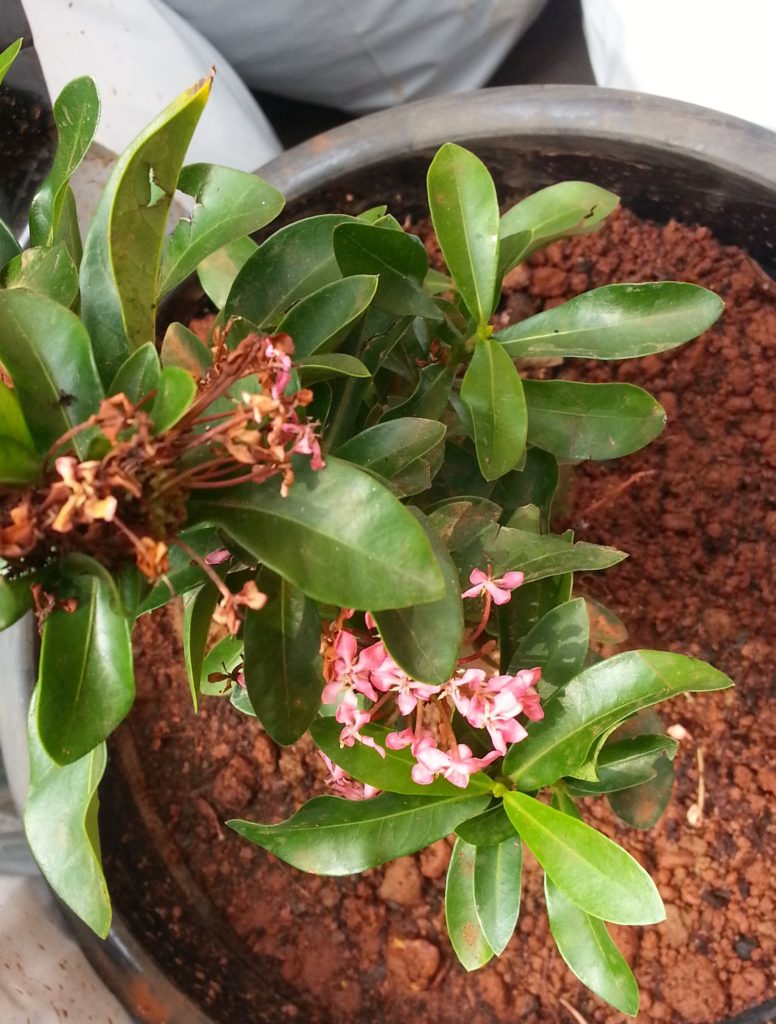 Pink dwarf ixora (Ixora coccinea)