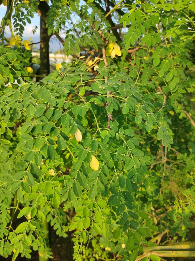 Moringa leaves (Moringa oleifera)