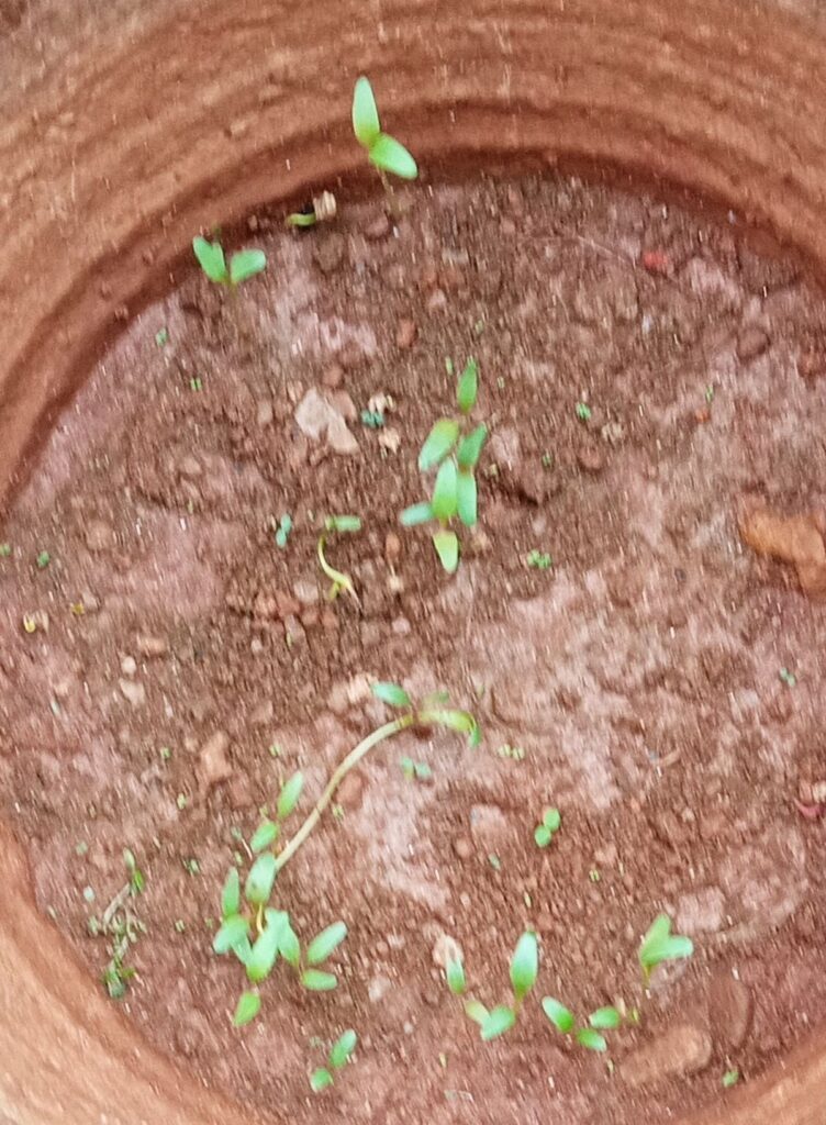 Spinach saplings (Spinacia oleracea)