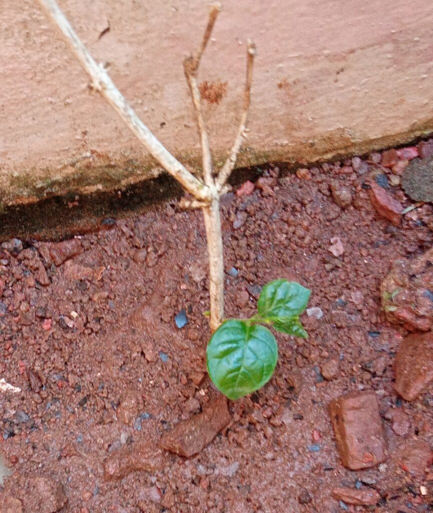 Jasmine plant (Jasminum grandiflorum)