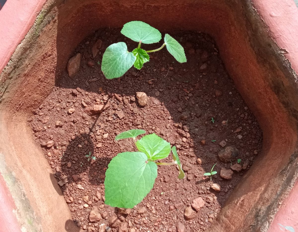 Okra (Abelmoschus esculentus) plants growing