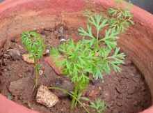 Carrot plants