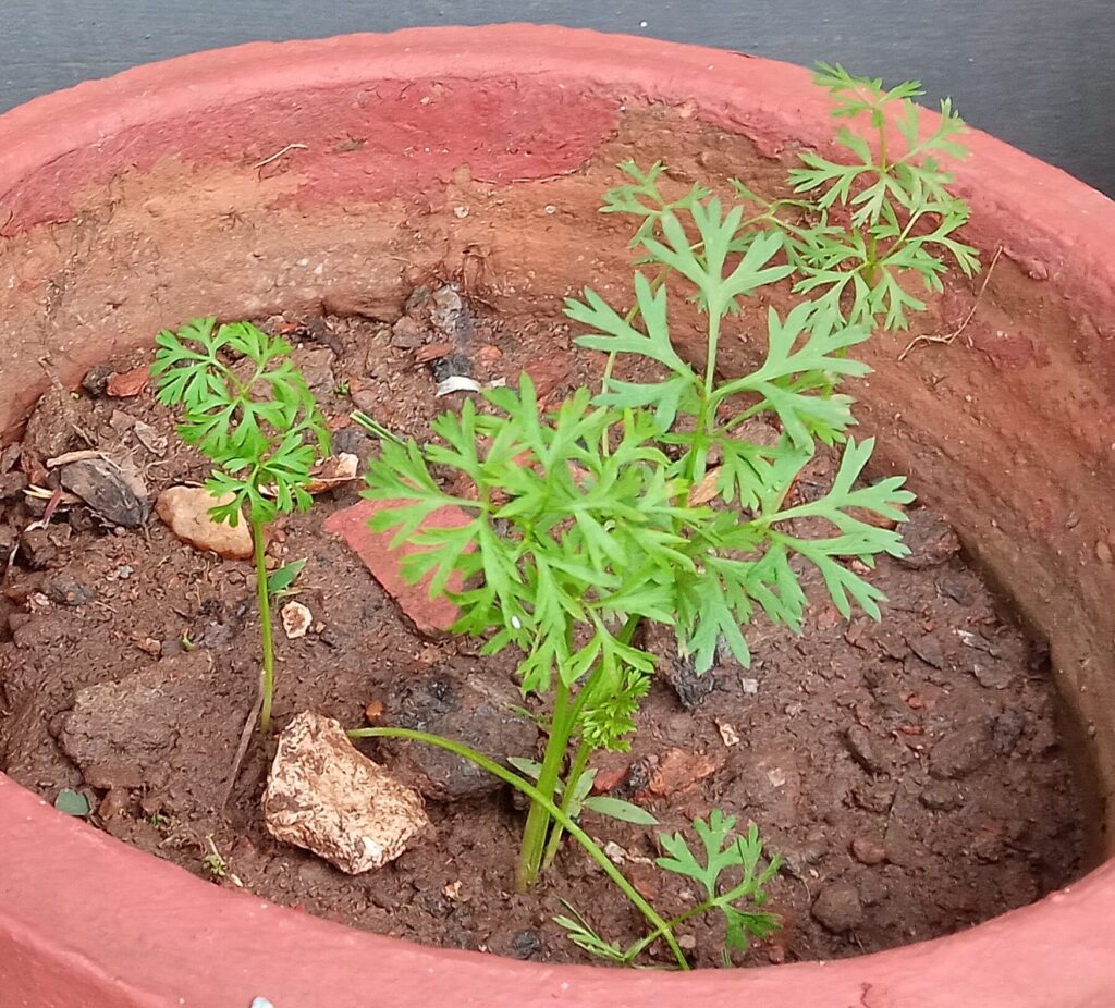 Carrot plants (Daucus carota subsp. sativus)