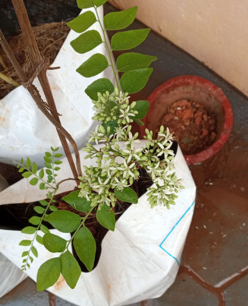 Curry leaves (Murraya koenigii) flowers