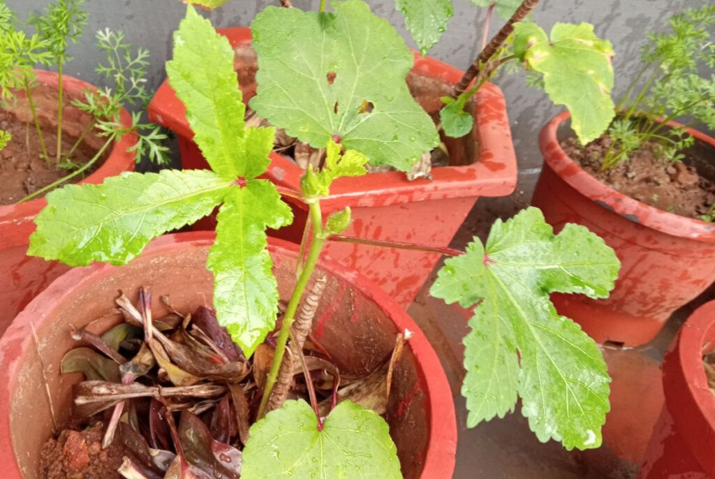 Okra (Abelmoschus esculentus) buds