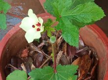 Okra (Abelmoschus esculentus) flower and fruit