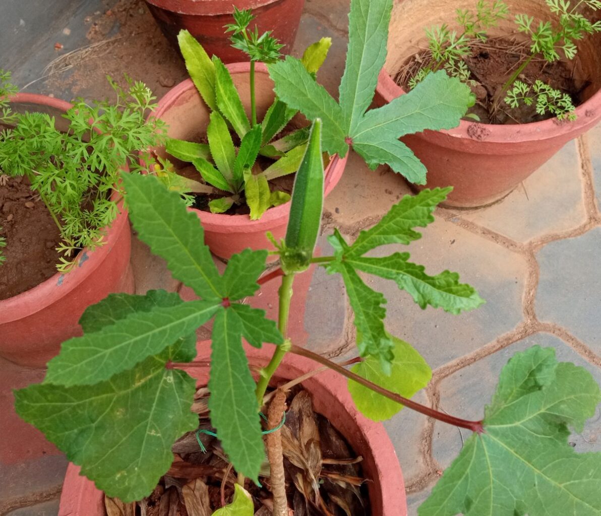 Okra (Abelmoschus esculentus) fruit growing