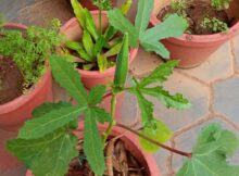 Okra (Abelmoschus esculentus) fruit growing