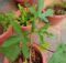 Okra (Abelmoschus esculentus) fruit growing