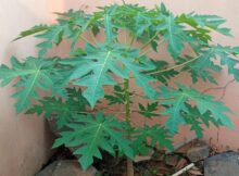 Papaya plant (Carica papaya) growing stronger