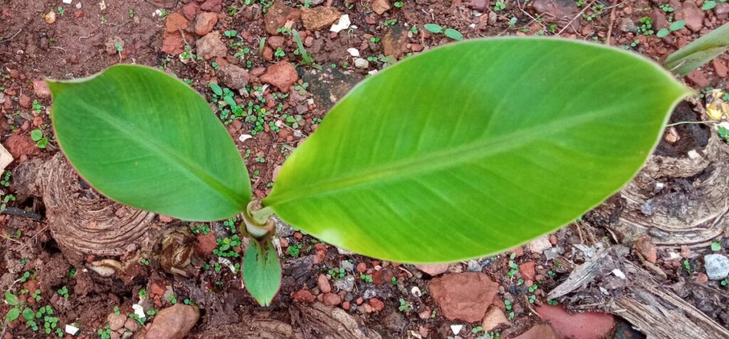 Plantain sapling  (Musa acuminata)