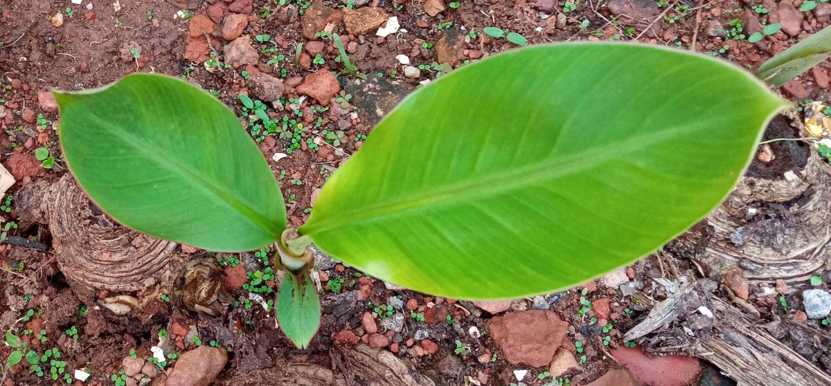 Plantain sapling