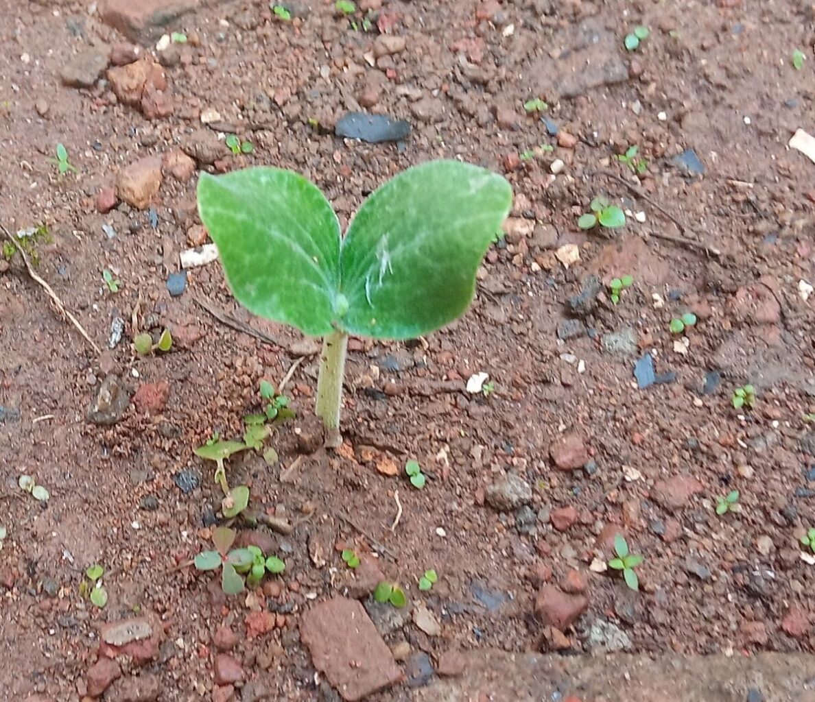 Pumpkin sapling (Cucurbita pepo)