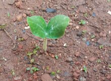 Pumpkin sapling (Cucurbita pepo)