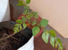 Curry leaves inflorescence