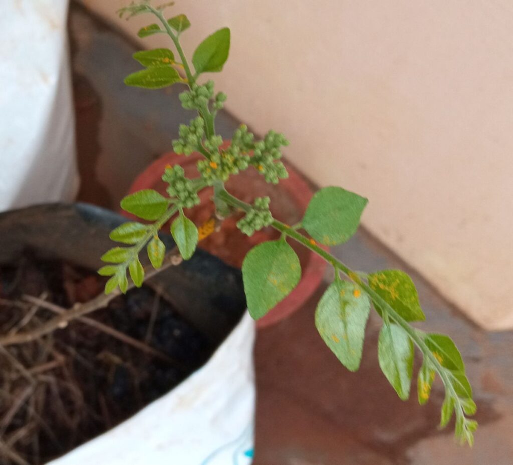 Curry leaves inflorescence