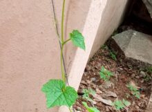 Ridge gourd (Luffa acutangula) vine climbing up