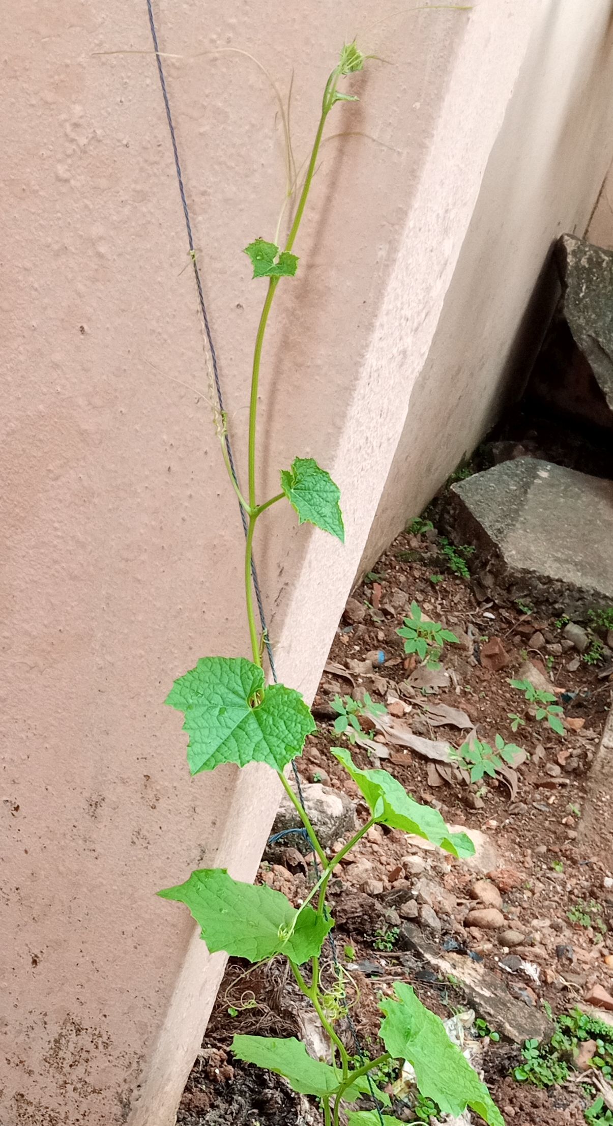 Ridge gourd (Luffa acutangula) vine climbing up