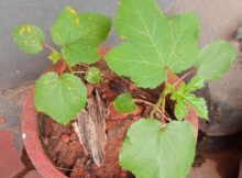 Okra plants