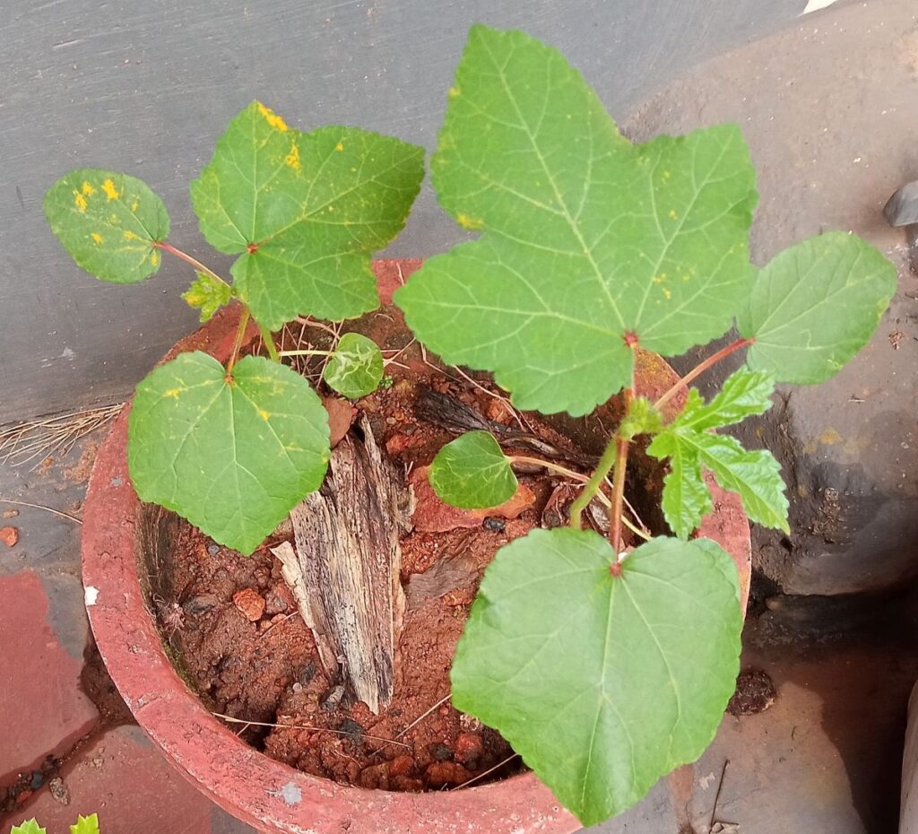 Okra plants