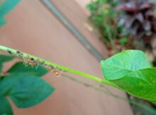 Aphids and ants