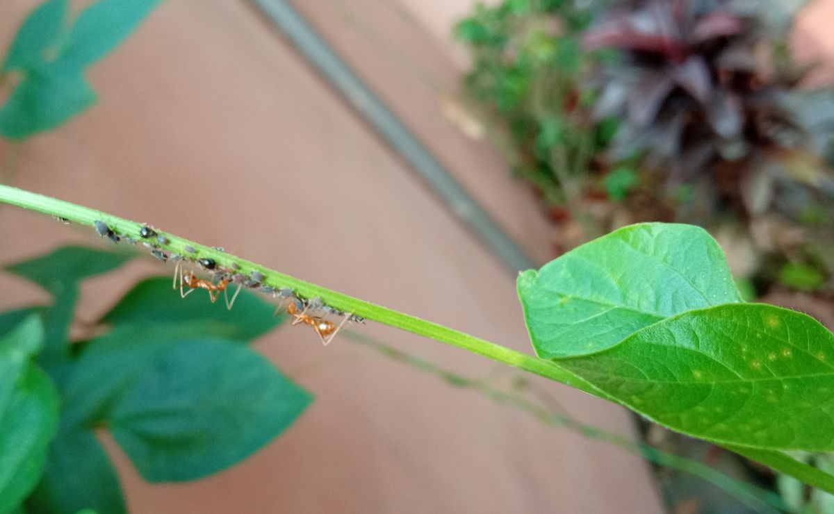 Aphids and ants