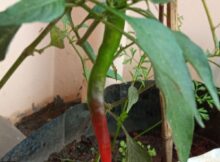 Chili fruit ripening