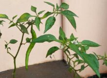 Chili plant (Capsicum annuum) fruit maturing