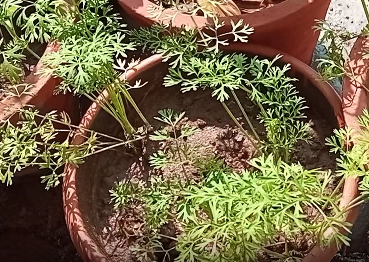 Carrot plants