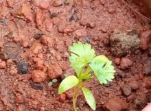 Coriander plants growing