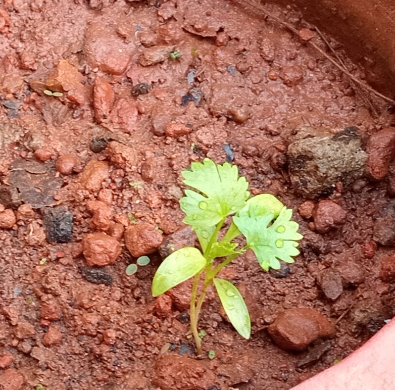 Coriander plants growing