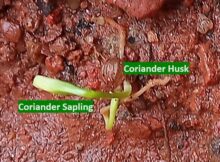 Coriander (Coriandrum sativum) sapling