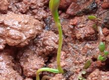 Coriander saplings day 2