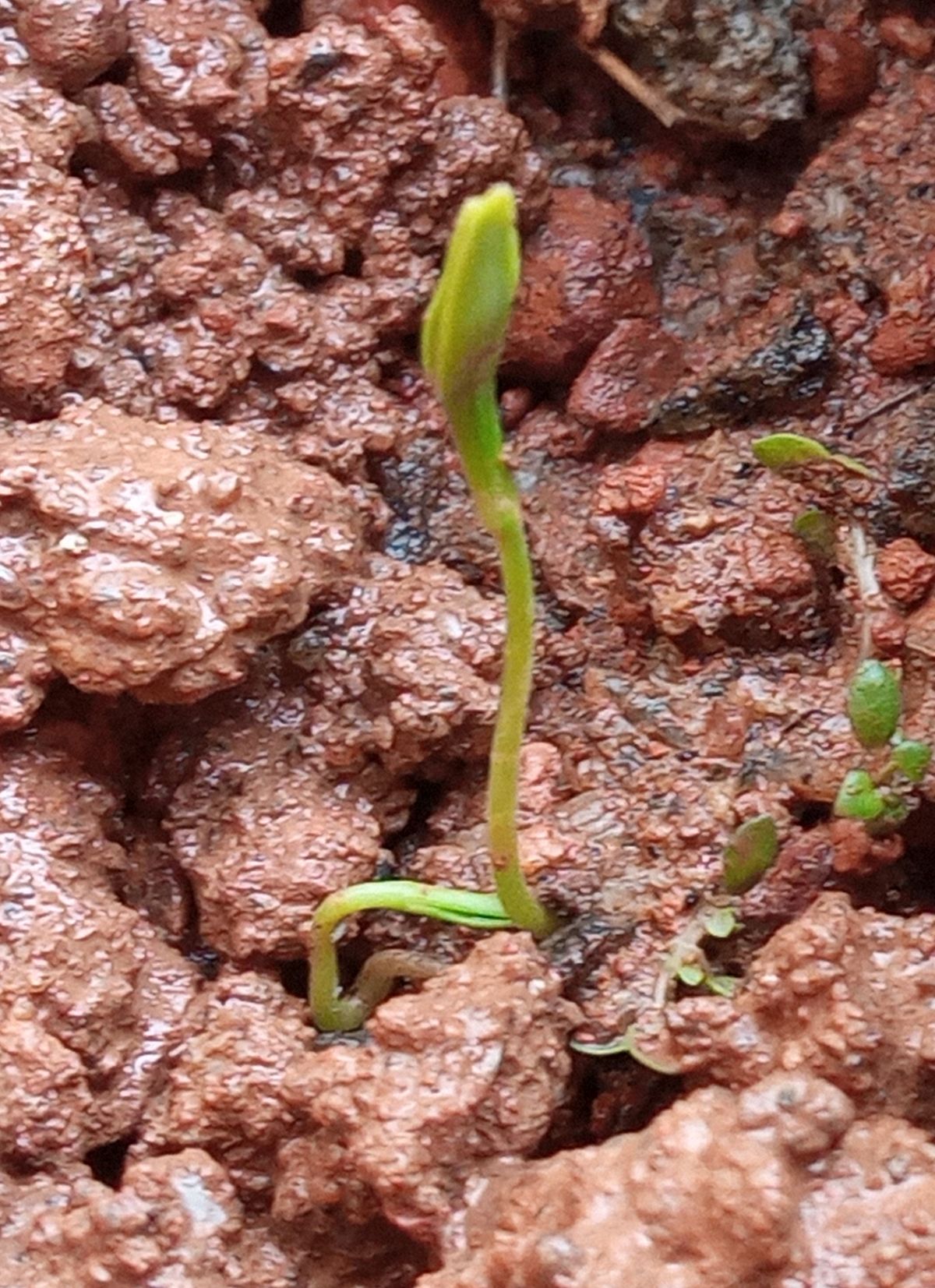 Coriander saplings day 2