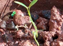 Coriander seedlings