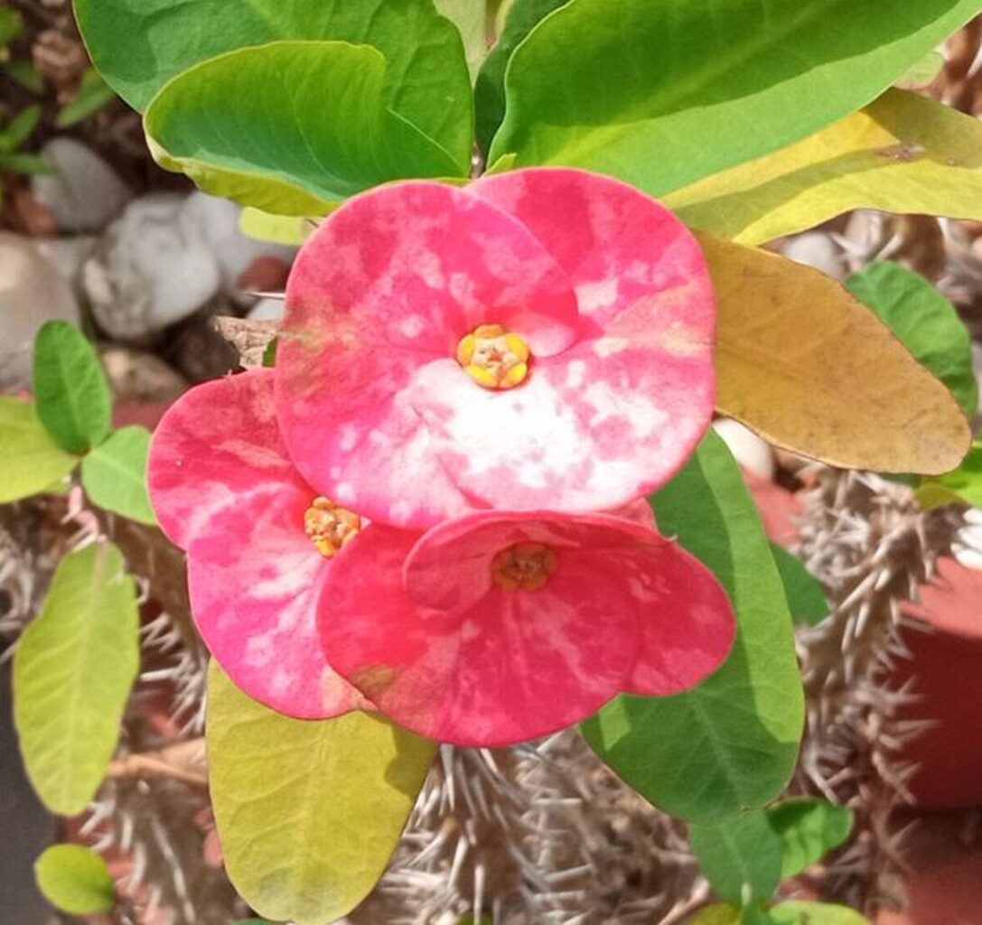 Crown of thorns (Euphorbia milii)