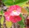 Crown of thorns (Euphorbia milii)