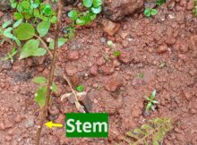 Curry leaves replanted