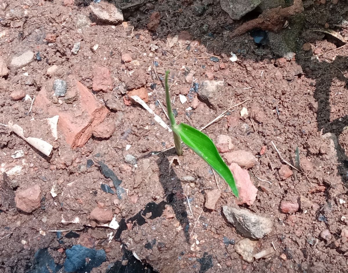 Ginger plant (Zingiber officinale)