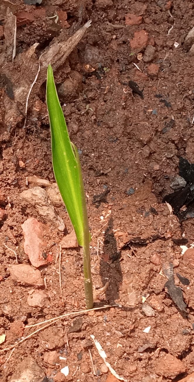 Ginger plant - another view