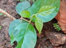 Jasmine plant with new leaves