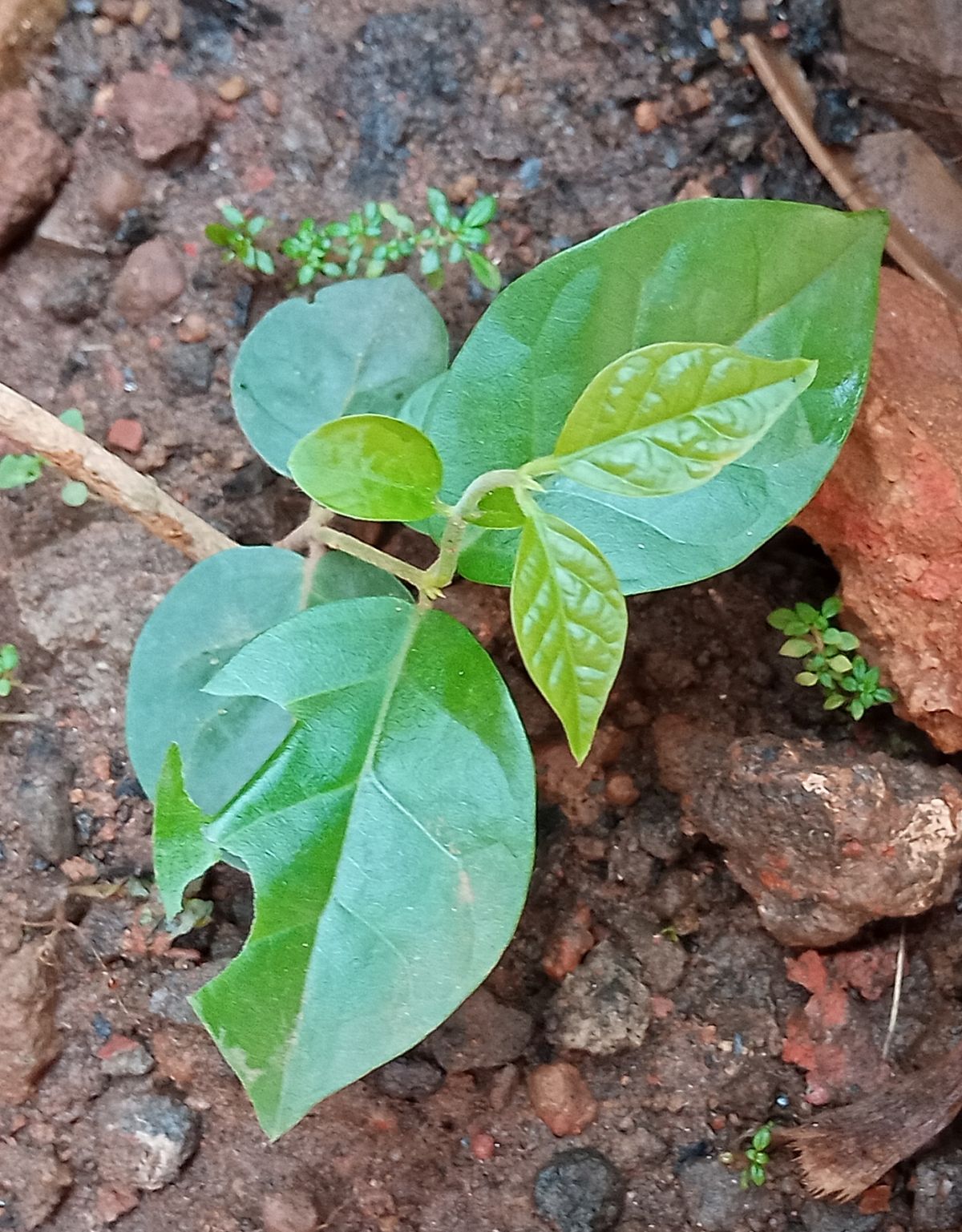 Jasmine plant with new leaves