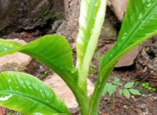 Plantain (Musa acuminata) plant