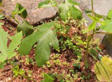 Okra second set with buds and tiny fruits