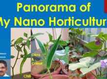 Panorama of urban nano horticulture