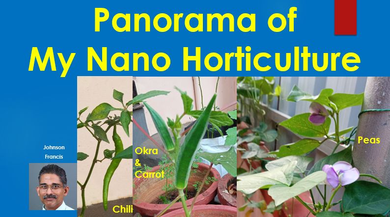 Panorama of urban nano horticulture