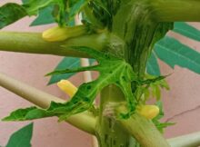 Papaya male flower buds