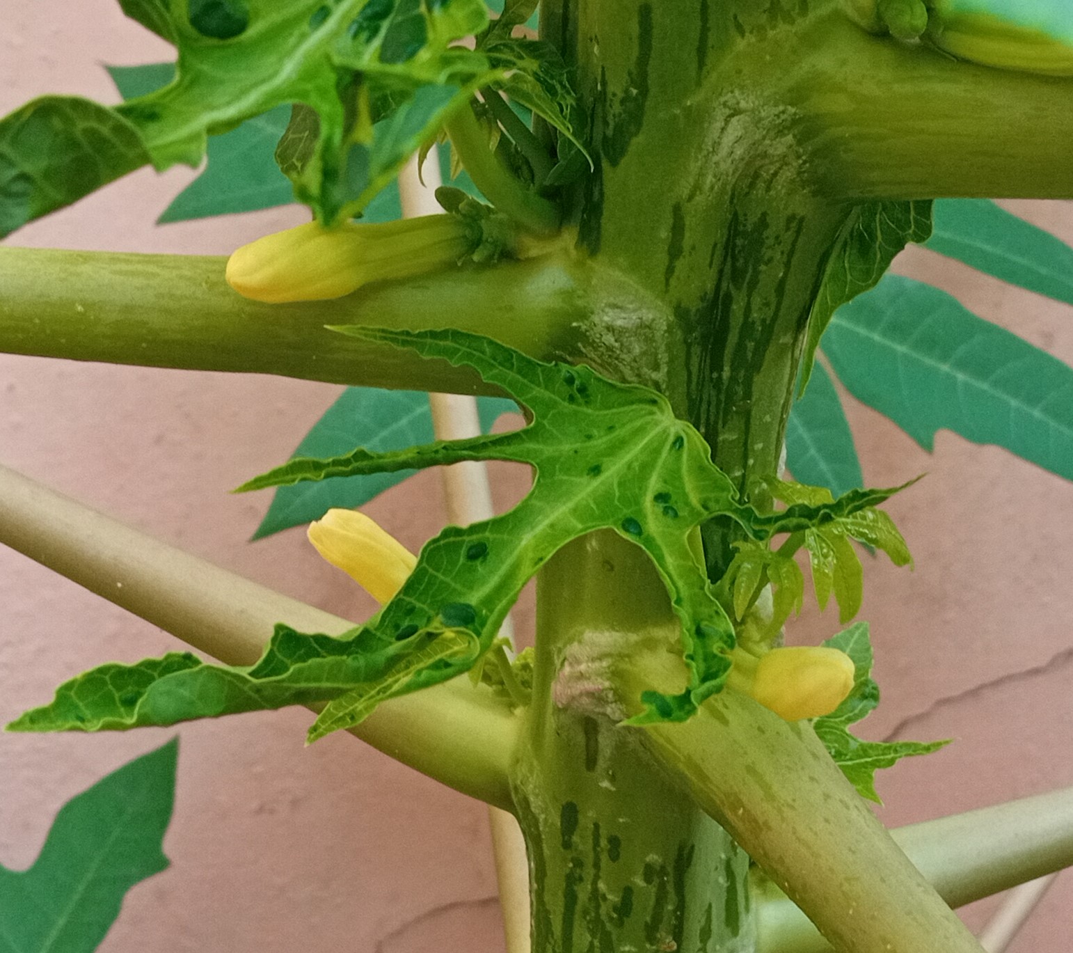 Papaya male flower buds